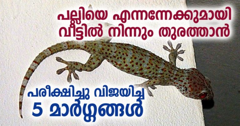 How to Get Rid of Lizards from Home with Simple and Effective Ways