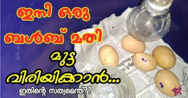 Safety Tips for Chicken Heat Lamps