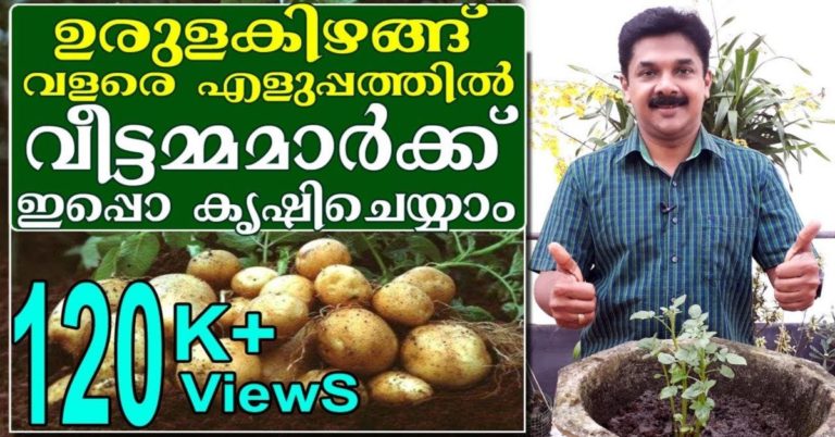 Grow Potatoes easily in container at your home
