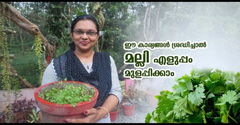 By doing these things, coriander leaves can be easily grown. We can also cultivate pure coriander