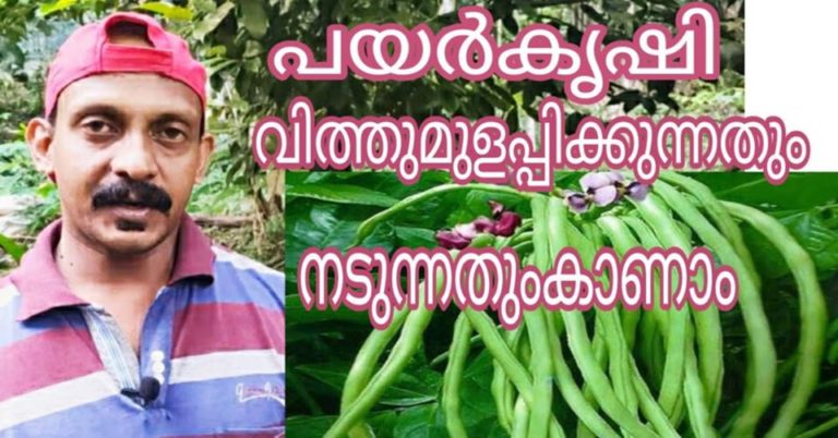 How to Grow Chinese Long Beans