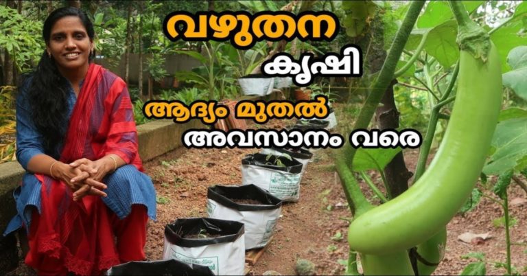 Brinjal Krishi Malayalam Farming