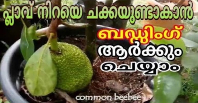 Jackfruit Tree Propagation