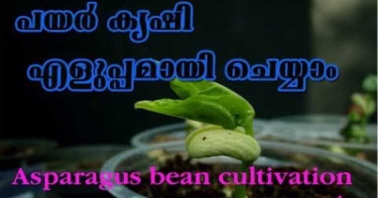 How to Grow Chinese Long Beans