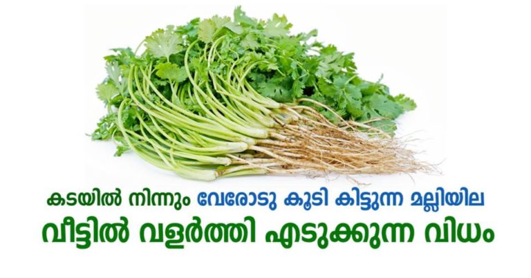 Grow Coriander at Home with this Simple Guide