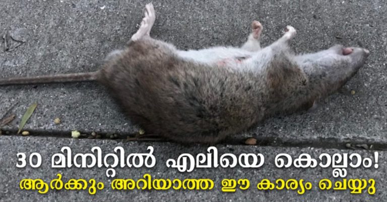 How to Get Rid of Rats in Your Home