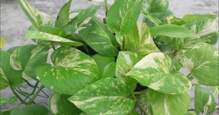Money Plant or Pothos Care Tips