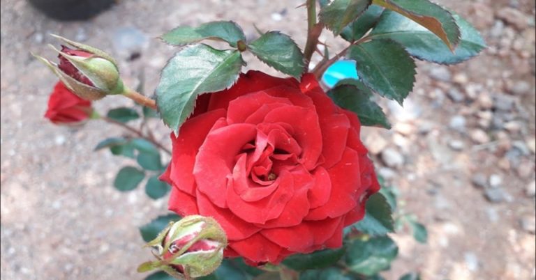 How to save a dying rose plant.
