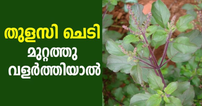 The Health Benefits of Holy Basil