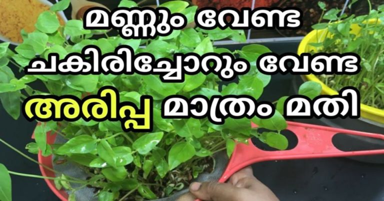The Easiest Vegetables to Grow for Beginner Gardeners