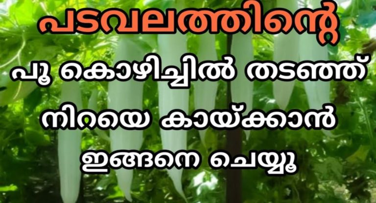 How Long It Takes Snake Gourd to Germinate