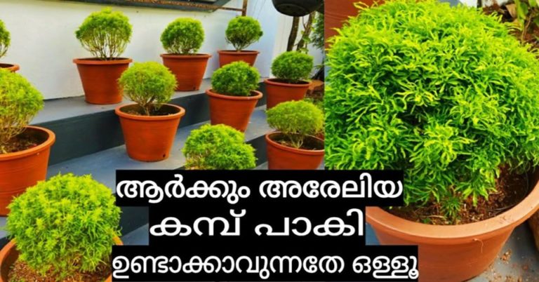 Aralia Plant Information: Tips On Growing Aralias