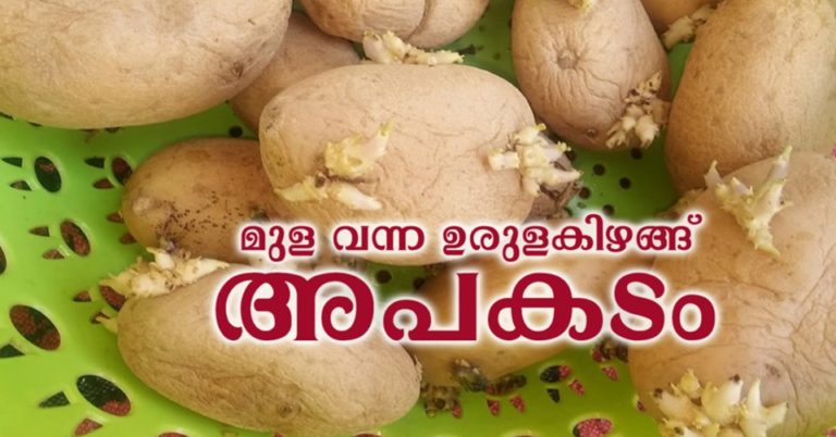 Sprouted Potatoes and Food Safety