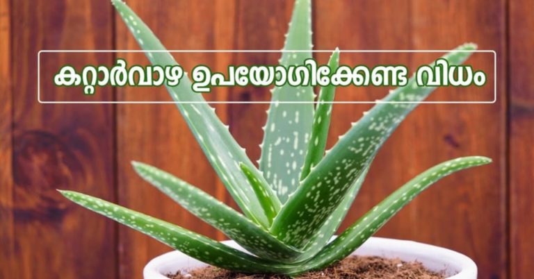 Amazing Benefits of Aloe Vera for Hair, Skin and Weight-Loss