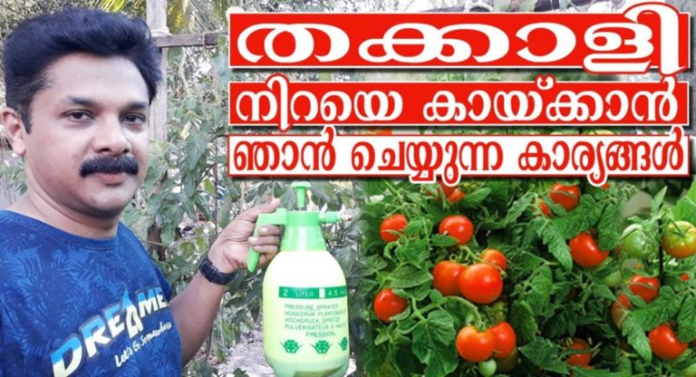Tomato Cultivation Malayalam