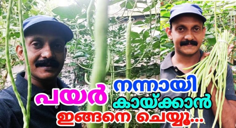 How to Grow Chinese Long Beans