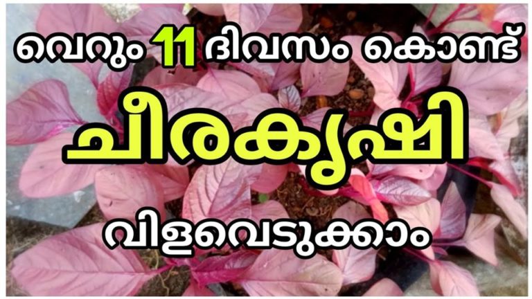 How to Grow Spinach in Your Home Vegetable Garden