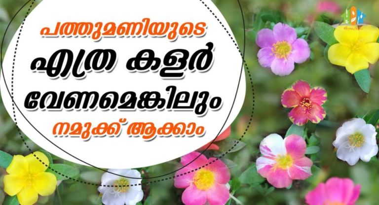 How to Care for Portulaca