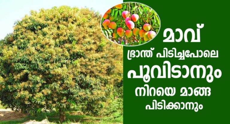 What Fertilizer to Use When Mangoes Are Flowering?