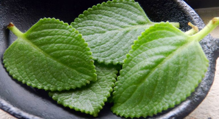 Benefits of Panikoorkka (Coleus aromaticus)