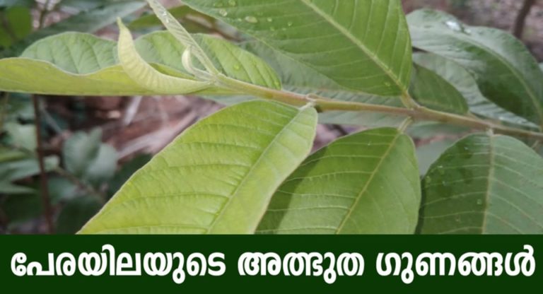 Incredible Benefits Of Guava Leaf Tea