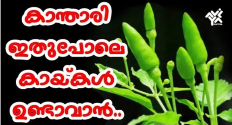 How to Grow Kanthari Mulaku