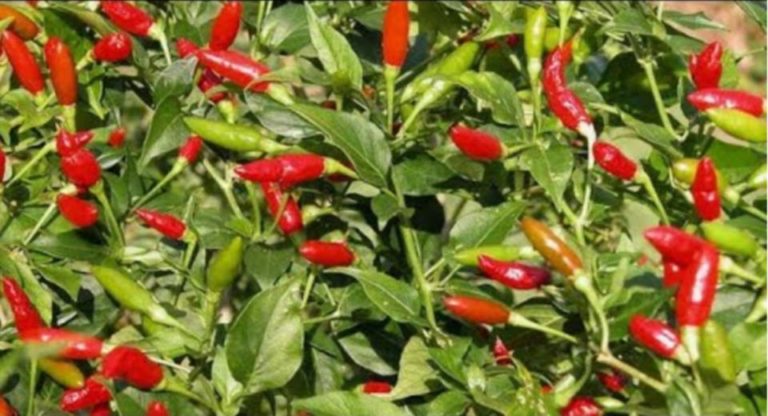 PROFITABLE CHILLI FARMING