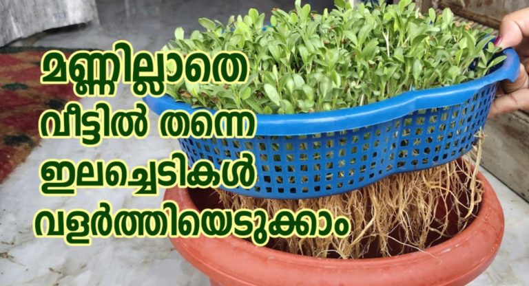 Grow Microgreens Without Soil