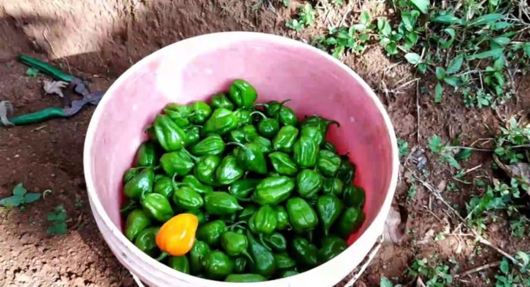 Tips on Growing Hot Chilli Peppers in a Cold Climate