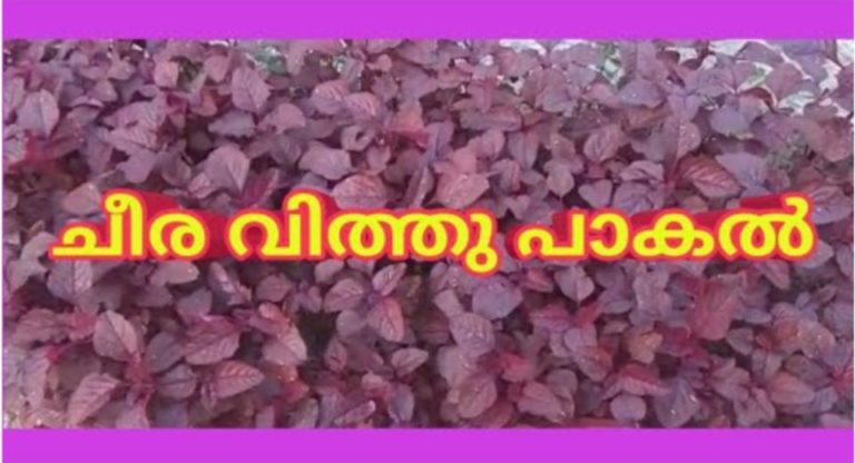 Cheera Krishi – How To Grow Amaranthus in Your Home Garden