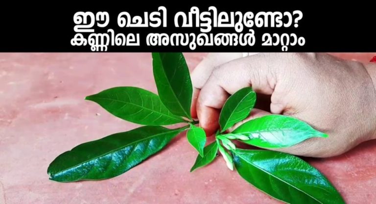 Does this plant stay in the house? Eye disorders can be reversed