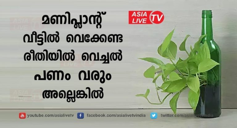 Vastu Tips to Ensure That Your Money Plant Attracts Wealth