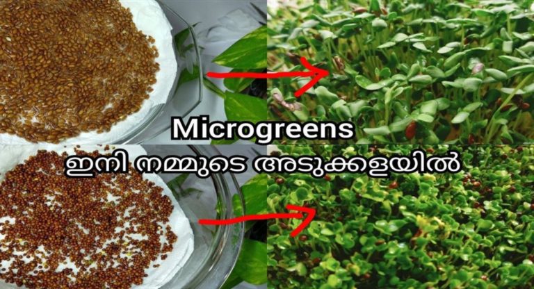 Easiest Microgreens to Grow at Home
