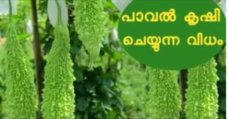 Bitter Gourd Varieties for this season