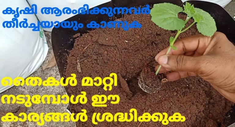 Be careful when planting seedlings