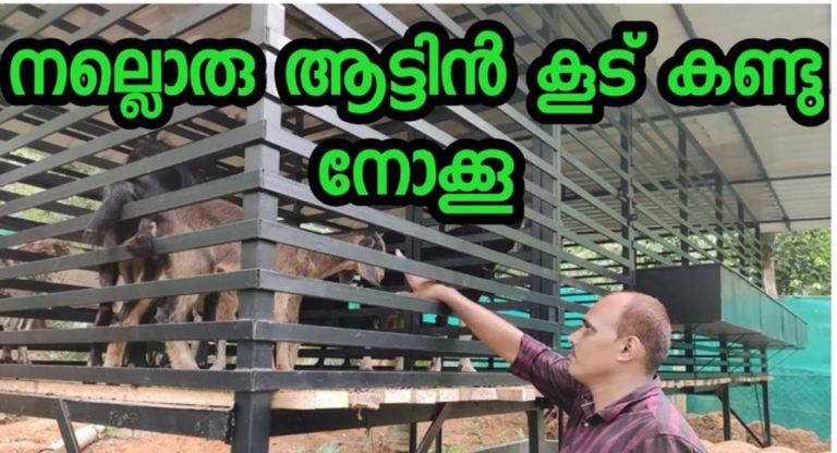 goat farm & goat cage