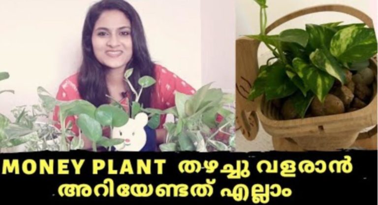 How To Take Care Of Money Plants?