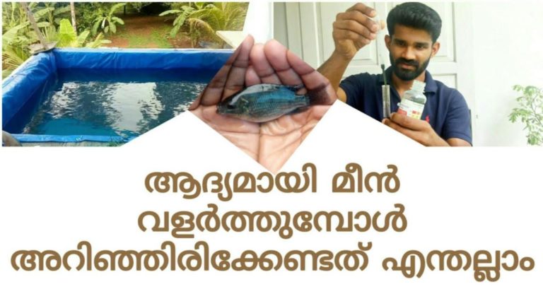 Getting Started with Small Scale Tilapia Farming