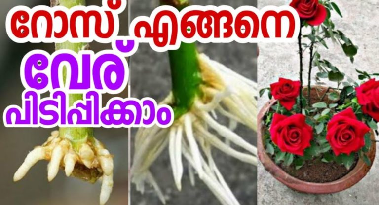 how to root roses a natural way