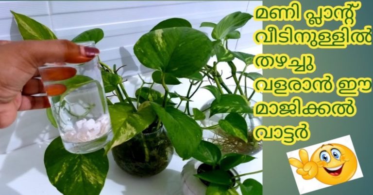 Tips To Grow Money Plant Faster