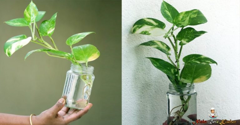 HOW TO GROW MONEY PLANT IN PLASTIC BOTTLE