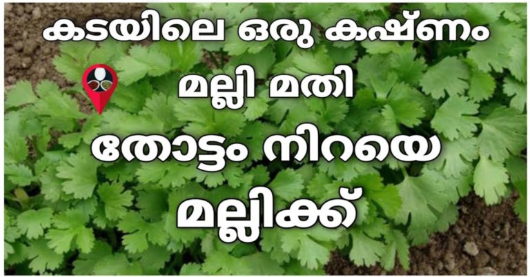 Tips For Growing Cilantro