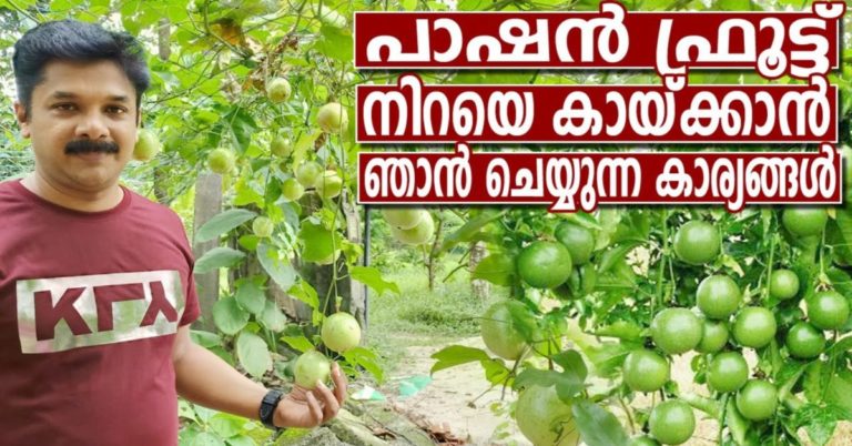 PASSION FRUIT” FARMING GUIDE