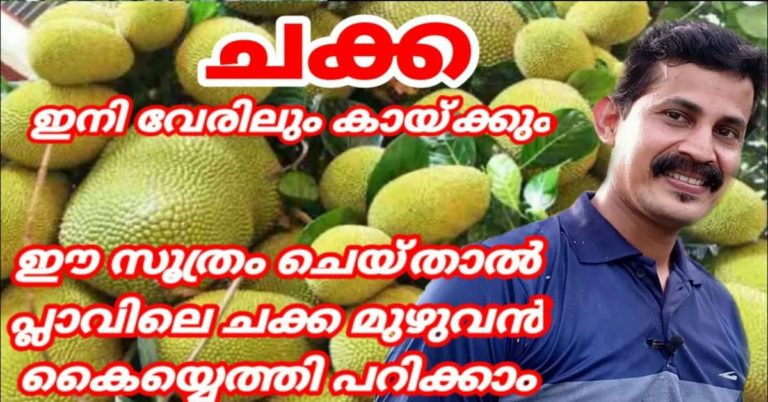Your Guide to Jackfruit Cultivation; Know How to Grow ‘Wonder Fruit’