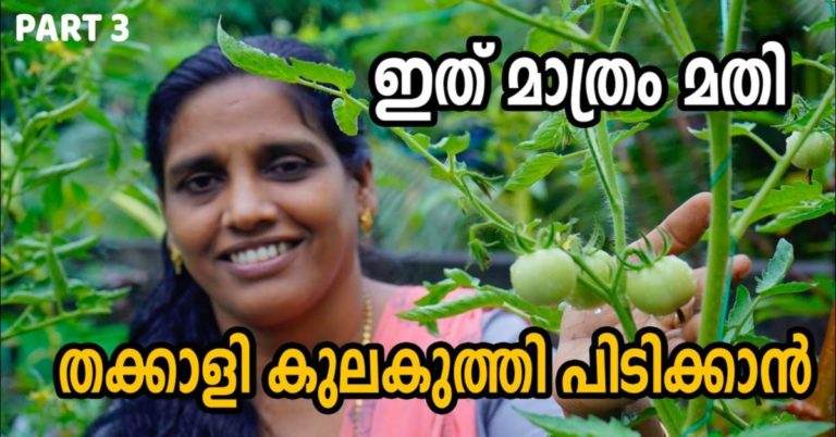 Tomato Krishi Tips Malayalam