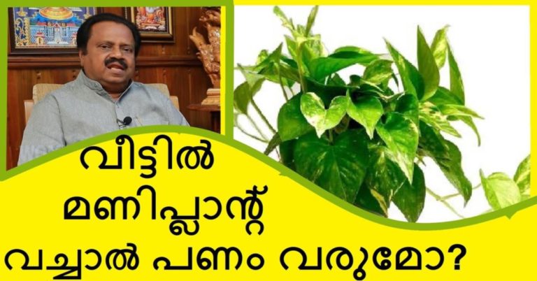 Direction of keeping Money Plant at home for prosperity and wealth