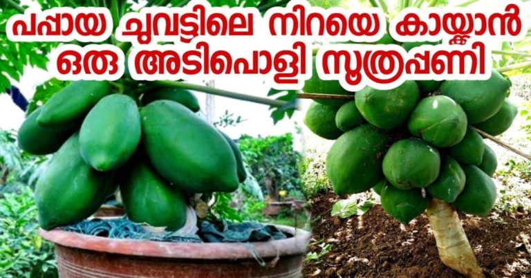 Kitchen gardening – Papaya cultivation at home