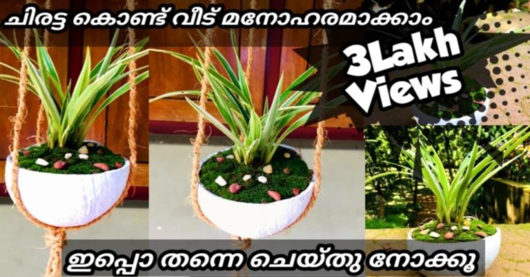 How to turn coconut shells into succulent gardens