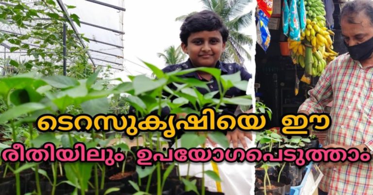How To Grow a Kitchen Garden On Terrace?