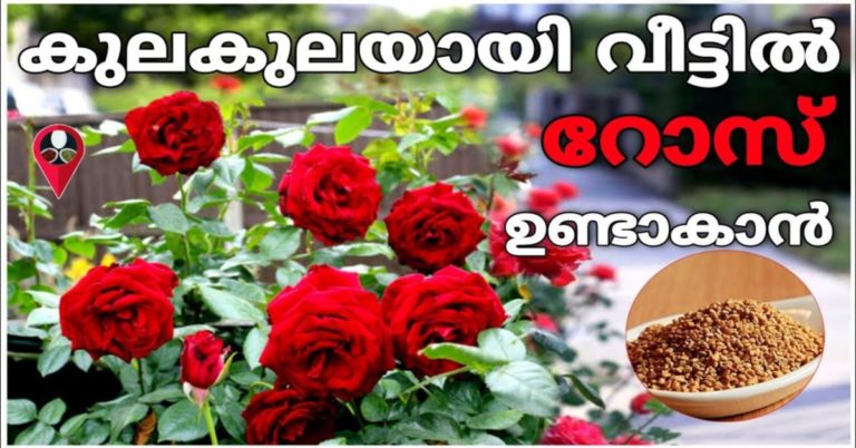Tips To Make Your Roses Bloom More